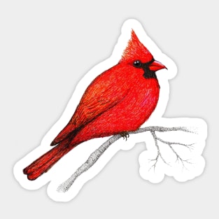 Northern cardinal pen drawing Sticker